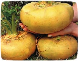 Репа. История и польза репы