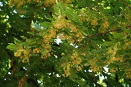 Липовый Цвет. Целебные особенности. Рецепты