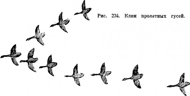Почему стая гусей летит клином?