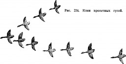 Почему стая гусей летит клином?