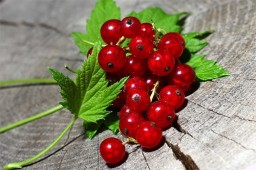 Целебные свойства красной смородины