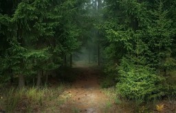Польза от прогулок в хвойном лесу