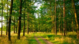 9 интересных фактов про лес