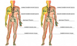 О лимфатической системе О лимфатической системе