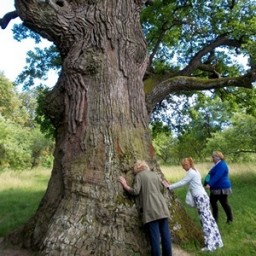 Энергия деревьев