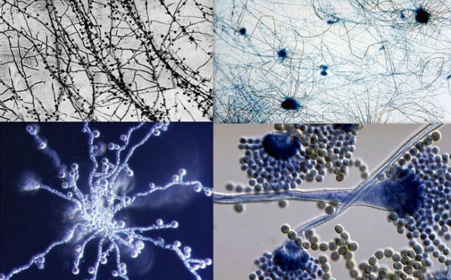 Самостоятельных кожных заболеваний не существуют