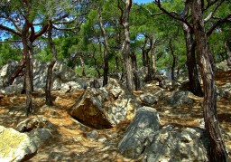 Явление "Свещенных Рощ". Шемшук В.А Явление "Свещенных Рощ". Шемшук В.А