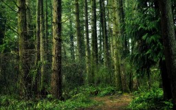 Значение лесов для планеты