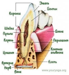 Выращивание новых зубов