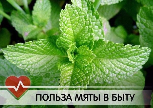 Пятнадцать способов использовать мяту в быту