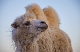 Вблизи Магнитогорска можно встретить верблюдов