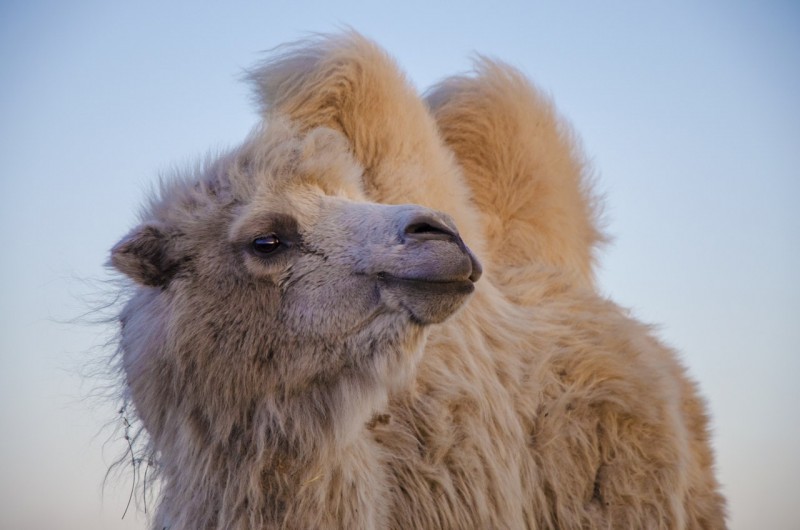 Вблизи Магнитогорска можно встретить верблюдов