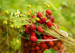 Польза лесной земляники
