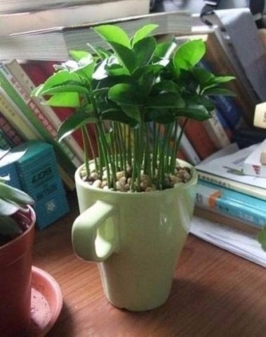 Как вырастить лимонное дерево в чашке Как вырастить лимонное дерево в чашке