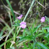 Травы РОДных мест.