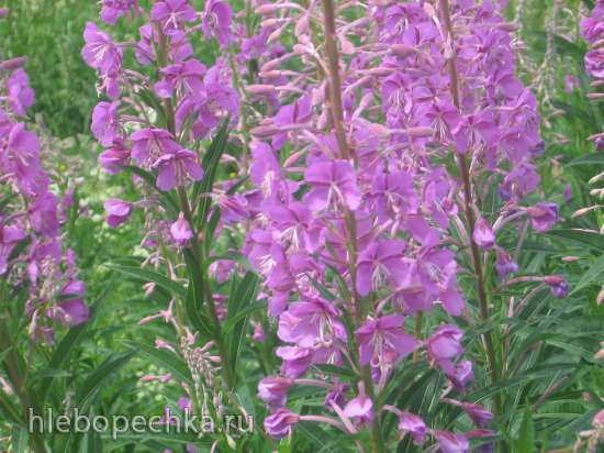 Иван-чай (ферментация листьев кипрея) - мастер-класс