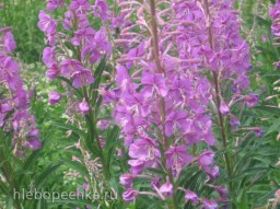 Иван-чай (ферментация листьев кипрея) - мастер-класс