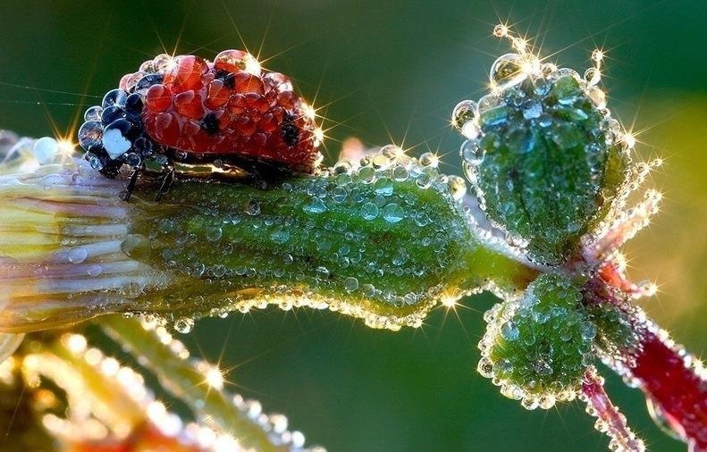 Роса или программированная вода Роса или программированная вода