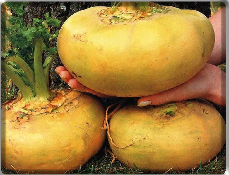 НАША НЕЗАМЕНИМАЯ РЕПА НАША НЕЗАМЕНИМАЯ РЕПА