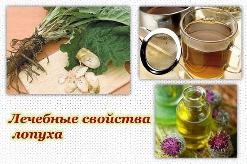 ЛЕЧЕБНЫЕ СВОЙСТВА ЛОПУХА - УНИКАЛЬНЫ ЛЕЧЕБНЫЕ СВОЙСТВА ЛОПУХА - УНИКАЛЬНЫ
