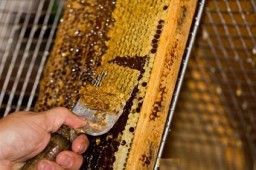 ЗАБРУС - ЛАКОМСТВО ДЛЯ ЗДОРОВЫХ ЗУБОВ И КРЕПКОГО ИММУНИТЕТА