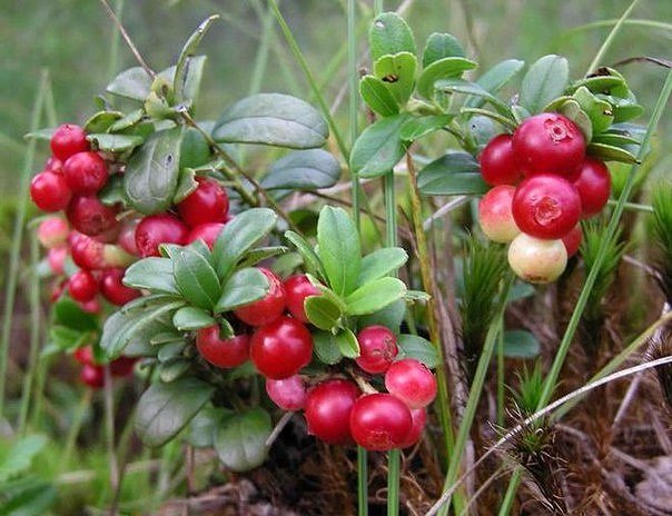 БРУСНИКА - ЦЕННАЯ СЕВЕРНАЯ ЯГОДА