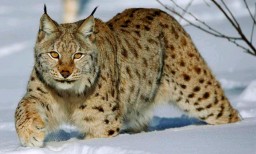 Рысь - священное животное русов