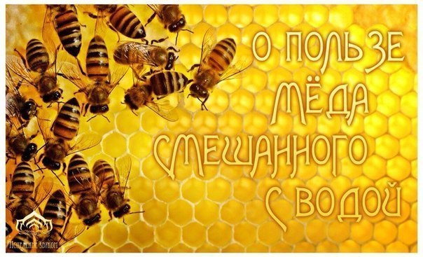 О ПОЛЬЗЕ МЁДА СМЕШАННОГО С ВОДОЙ.