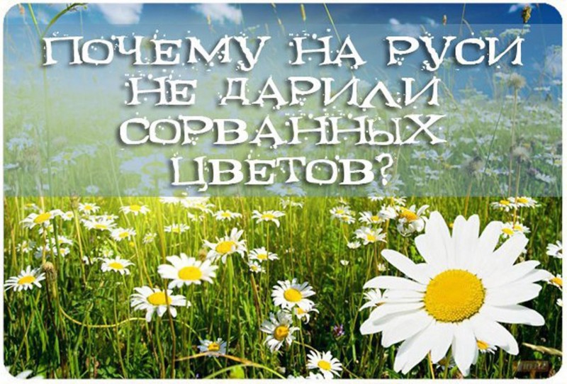 ● ПОЧЕМУ НА РУСИ НЕ ДАРИЛИ СОРВАННЫХ ЦВЕТОВ? ●