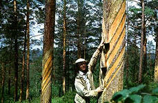 Живица - лечебная смола хвойных деревьев  