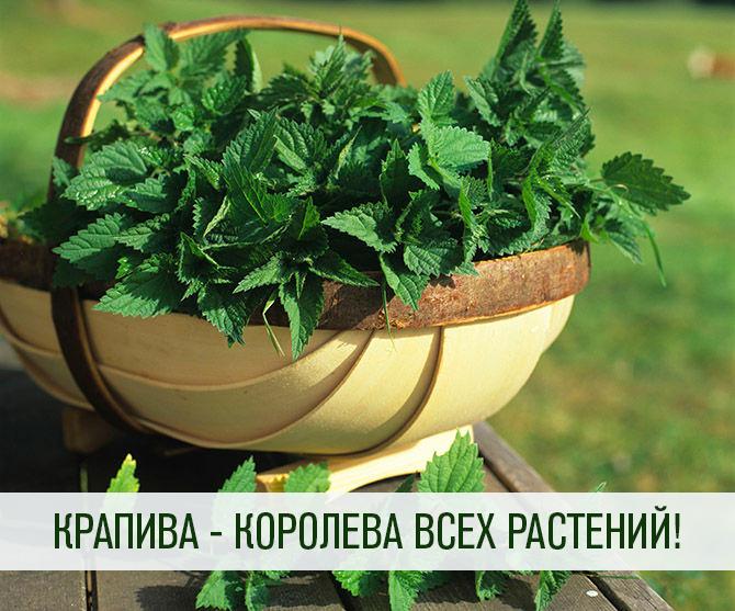 КРАПИВА - КОРОЛЕВА ВСЕХ РАСТЕНИЙ!