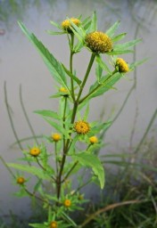 ЗАБЫТЫЕ СВОЙСТВА ЧЕРЕДЫ