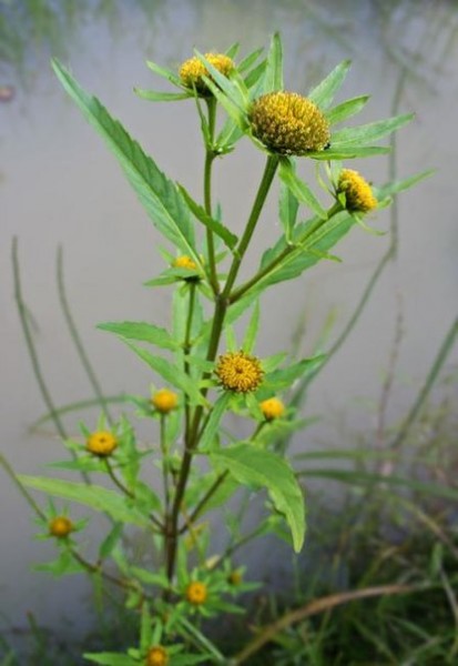ЗАБЫТЫЕ СВОЙСТВА ЧЕРЕДЫ ЗАБЫТЫЕ СВОЙСТВА ЧЕРЕДЫ