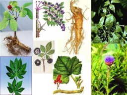 ПРИРОДНЫЕ ДОПИНГИ И СТИМУЛЯТОРЫ