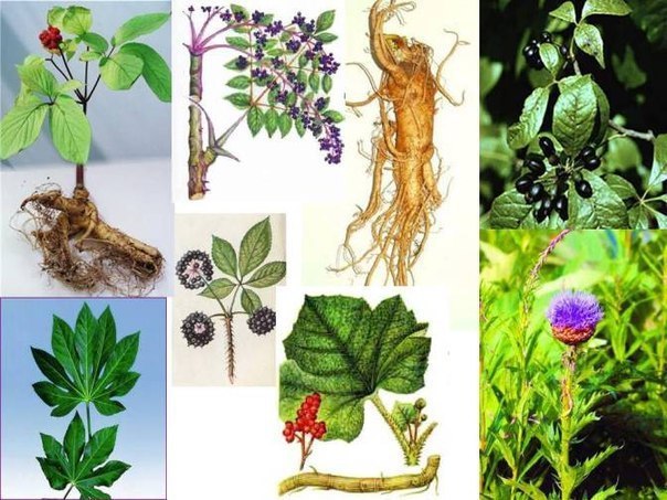 ПРИРОДНЫЕ ДОПИНГИ И СТИМУЛЯТОРЫ