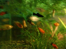 Нет паразитам