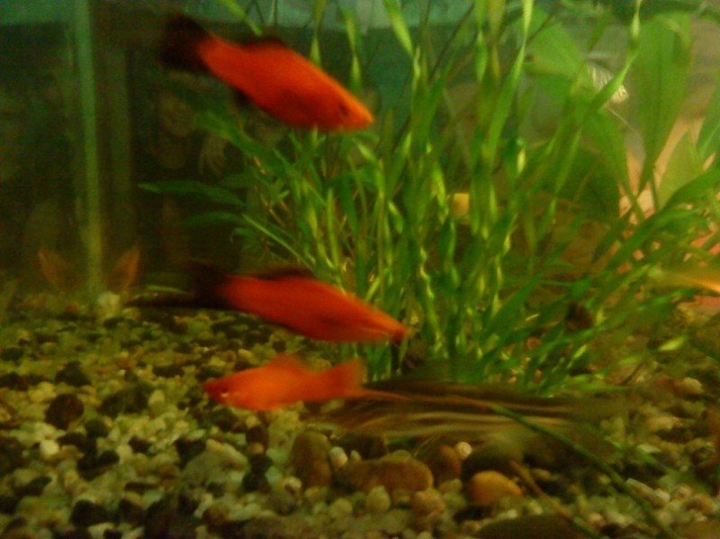 О Внедрениях в Речь О Внедрениях в Речь