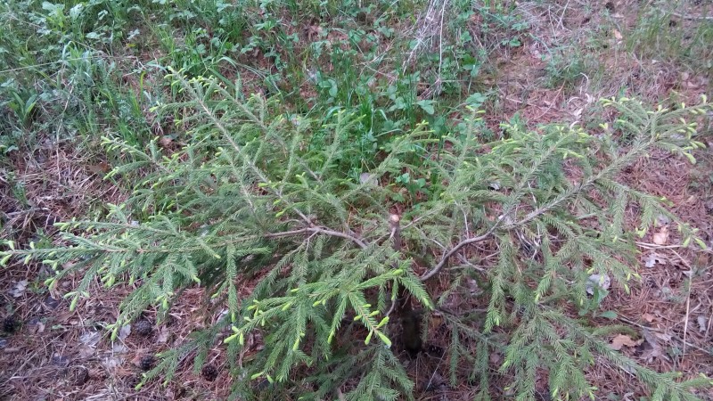 ОТ Друида до Харри Поттэра. ОТ Друида до Харри Поттэра.