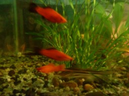 О Внедрениях в Речь