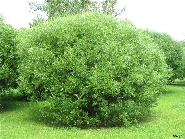 Деревья в славянской традиции. ИВА.