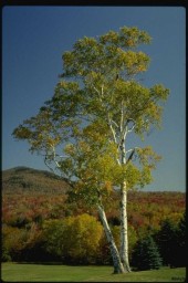 Деревья в славянской традиции. БЕРЁЗА.