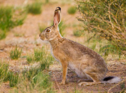 Животные в славянской культуре. ЗАЯЦ.