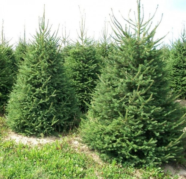 Деревья в славянской традиции. ЕЛЬ.