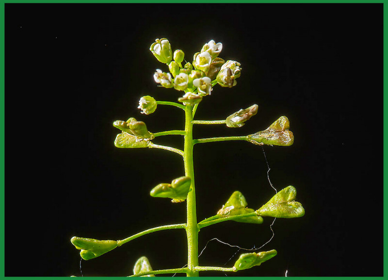 Травоведение. Пастушья сумка. Травоведение. Пастушья сумка.