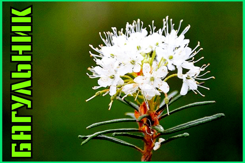 Травоведение. Багульник. Травоведение. Багульник.