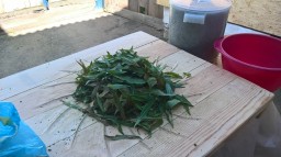 Первая партия сбора Иван-чая