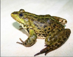 Животные в славянской культуре. Лягушка.