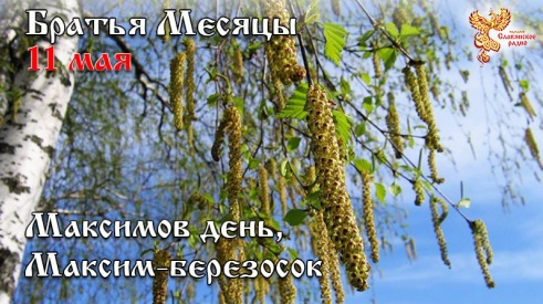 Братья месяцы. Максимов день, Максим-березосок. Братья месяцы. Максимов день, Максим-березосок.