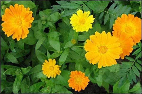 Травоведение. Календула.