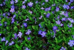 Мифы славян. БАРВИНОК.